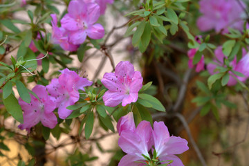 Picturesque blossoming of a beautiful flower in the winter in the greenhouse