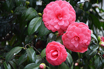 japanese camellia beautiful pink flowers in the garden  - obrazy, fototapety, plakaty