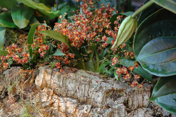 Obraz premium Picturesque blossoming of a beautiful flower in the winter in the greenhouse