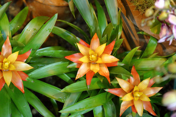 Fototapeta premium Picturesque blossoming of a beautiful flower in the winter in the greenhouse