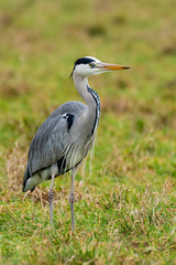 Grey Heron