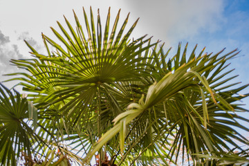 green palm tree and cloudy sky