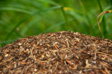 anthill, in the forest