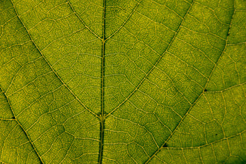 green leaf macro. visible veins. closeup