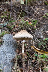 Picture of mushroom taken in Valtellina