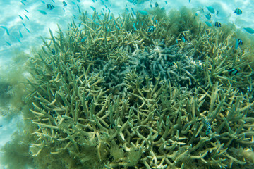 Fototapeta na wymiar Beautiful corals in the reef