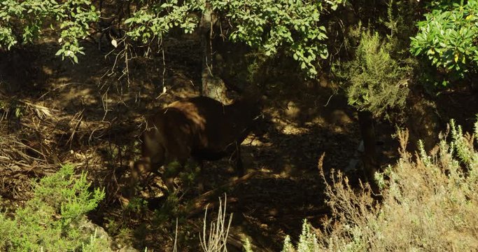 Deer walking towards the forest to hide against the rays of sunlight in Marbella, Spain.