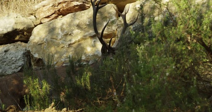 Deer walks along the forest of Marbella. Moving shot, close up, Slowmotion.