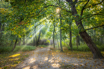 Walking path through a park illuminated by wonderful sun beams - 311078287