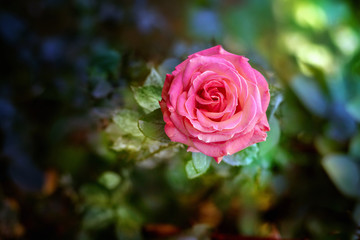 Pink rose blossom