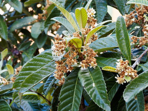 (Eriobotrya japonica) N&eacute;flier du Japon en fleurs en fin d'automne