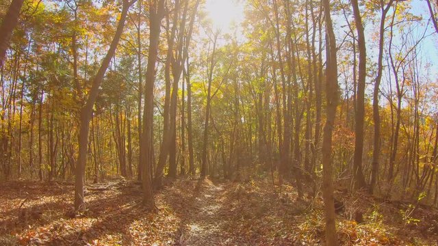 美しく紅葉した木と落ち葉の登山道   スロー再生