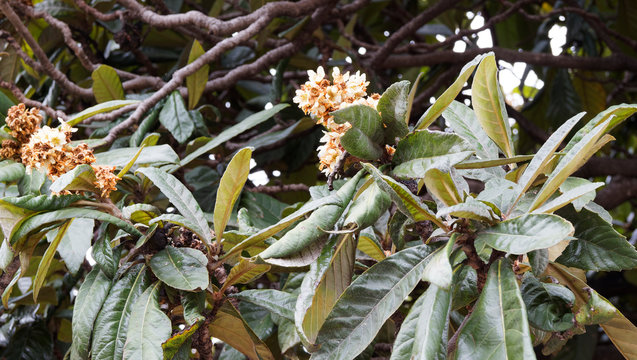 Fleurs blanches de fin d'automne du N&eacute;flier du Japon (Eriobotrya japonica)