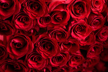 Natural red roses background. Colorful rose background.