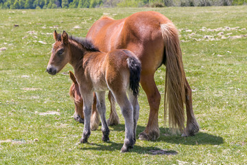 Mare and foal in the mountains