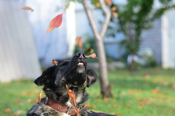 yellow leaves pour on the dog nose