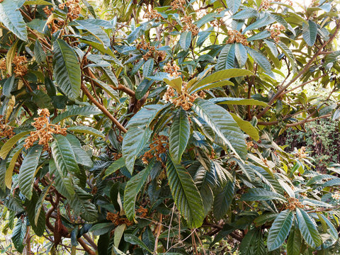 (Eriobotrya japonica) Le n&eacute;flier du Japon ou bibacier en automne &agrave; inflorescence en grappes de fleurs blanches et brun&acirc;tre parfum&eacute;es entre de grandes feuilles nervur&eacute;es vert fonc&eacute;, luisantes au revers