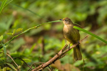 Ayeyarwady Bulbul / Pycnonotus blanfordi