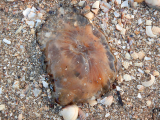 Jellyfish in the sand 