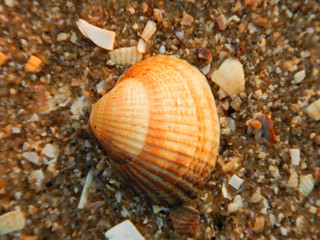 Shell in the sand 