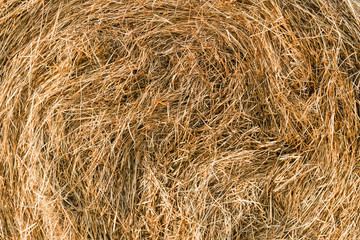 A close-up shot of a twisted haystack, dry straw. Hay texture. Harvesting concept in agriculture