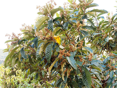 Fleurs blanches de fin d'automne du N&eacute;flier du Japon (Eriobotrya japonica)
