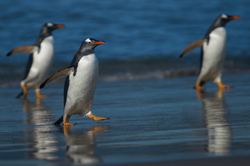 Gentoo Penguins (Pygoscelis papua) coming ashore after feeding at sea on Sea Lion Island in the Falkland Islands.