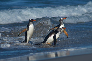 Fototapeta premium Gentoo Penguins (Pygoscelis papua) coming ashore after feeding at sea on Sea Lion Island in the Falkland Islands.