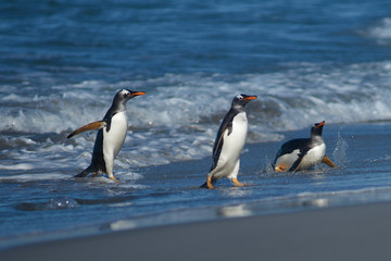 Obraz premium Gentoo Penguins (Pygoscelis papua) coming ashore after feeding at sea on Sea Lion Island in the Falkland Islands.