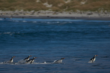 Naklejka premium Gentoo Penguins (Pygoscelis papua) coming ashore after feeding at sea on Sea Lion Island in the Falkland Islands.
