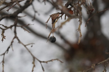 Black berry on shrub in winter