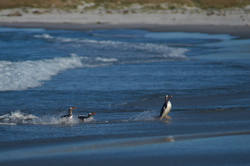 Gentoo Penguins (Pygoscelis papua) coming ashore after feeding at sea on Sea Lion Island in the Falkland Islands.