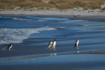Gentoo Penguins (Pygoscelis papua) coming ashore after feeding at sea on Sea Lion Island in the Falkland Islands.