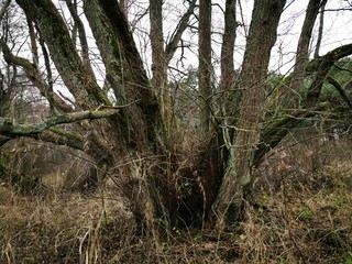 Many trunk tree. Beautiful wood texture background. Tree branch. Old tree trunk. Autumn forest