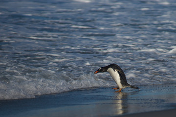 Gentoo Penguin (Pygoscelis papua) going to sea to feed from the coast of Sea Lion Island in the Falkland Islands.