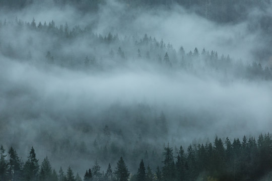 Forest Background