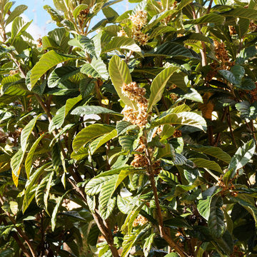 (Eriobotrya japonica) N&eacute;flier du Japon en fleurs en fin d'automne