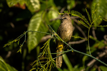 Flavescent Bulbul / Pycnonotus flavescens