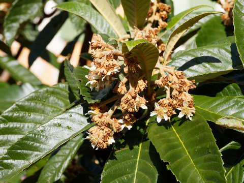 Le n&eacute;flier du Japon (Eriobotrya japonica) ou bibacier en automne &agrave; inflorescence en grappes de fleurs blanches et brun&acirc;tre parfum&eacute;es entre de grandes feuilles nervur&eacute;es vert fonc&eacute;, luisantes au revers