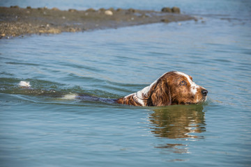 Springer Spaniel dog is swimming in water with her favourite ball.  Dog in amazing autumn photo workshop in Prague.