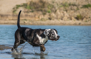Catahoula Leopard Dog is going in water. He wants ball. Dog in amazing autumn photo workshop in Prague.