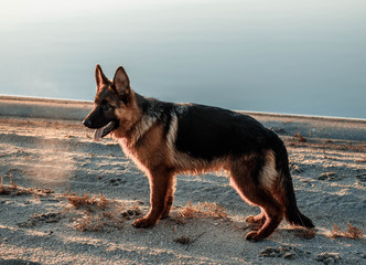 Male German Shepherd puppy near lake or river. Purebreed dog, side view. Domestic animal. Home pet and best friend. Natural background.