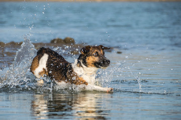 Jack russel terier is running in the water. It was autumn photo workshop.