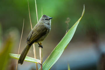 Flavescent Bulbul / Pycnonotus flavescens