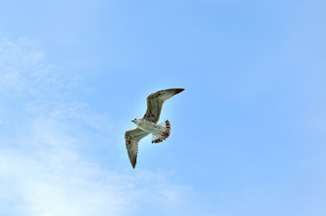 seagull fluttering in a cloudless sky