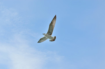 seagull fluttering in a cloudless sky