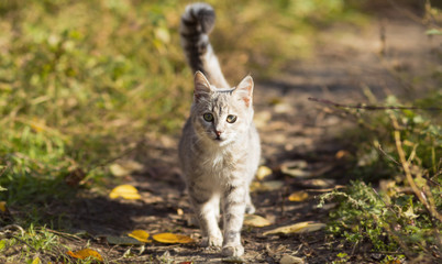 portrait of a young homeless kitten walking in nature, fluffy pets