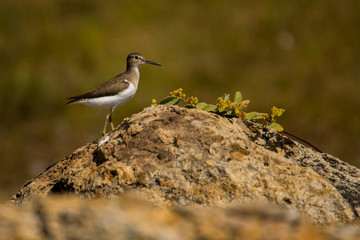 Common Sandpiper / Actitis hypoleucos