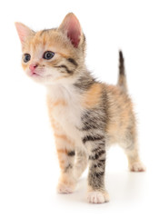 Kitten on white background.