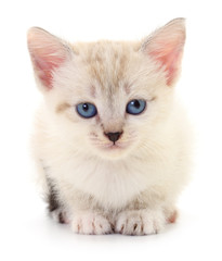 Fototapeta na wymiar Kitten on white background.